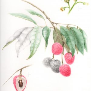 Lychee