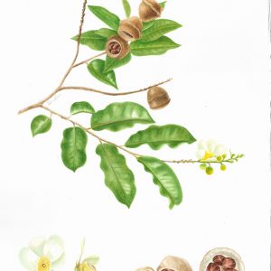 Olla-de-mono
