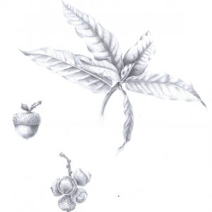 Roble-Boceto