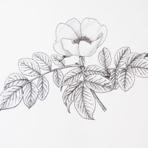 rosa-ByN